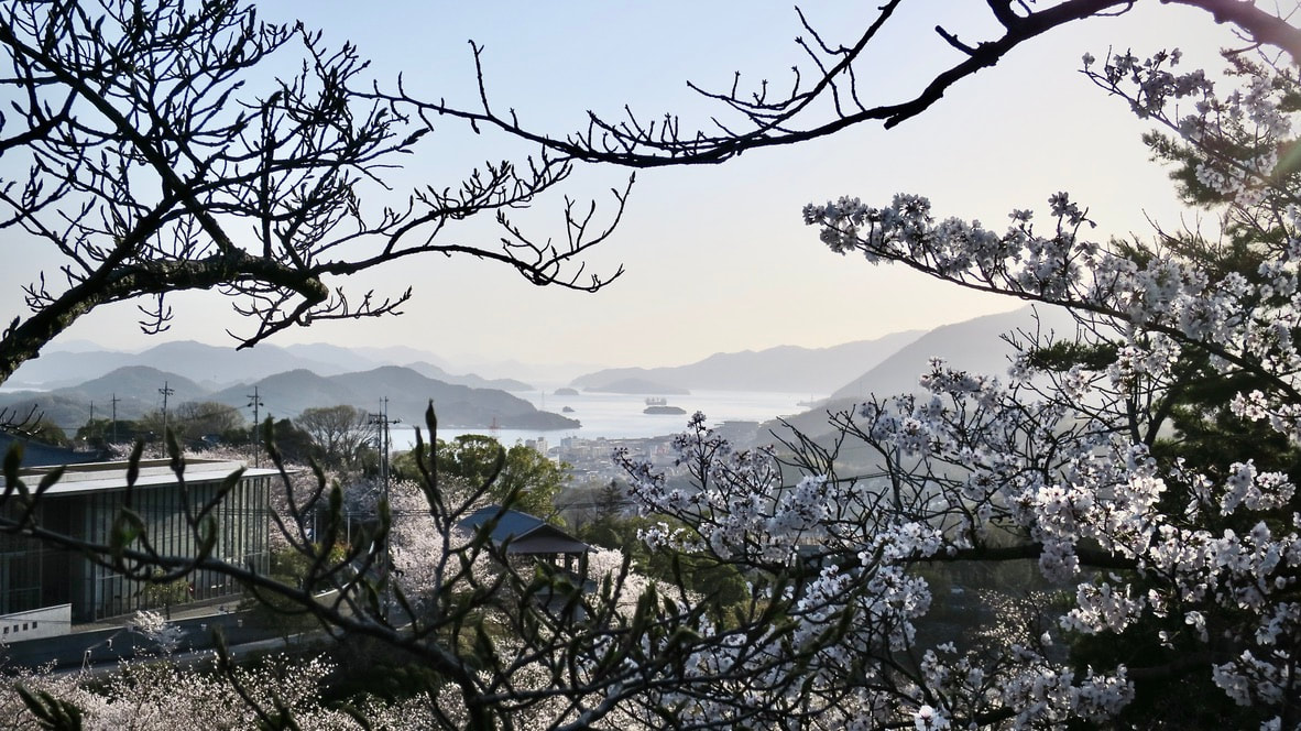 Looking from the town of Onoichi into the distance through the branches of cherry trees covered in blooms. In the distance are the silhouettes of islands in the inland Sea of Japan. It is in the late afternoon.